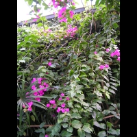 Bougainvillee - Bougainvillea spectabilis (fam Nyctaginacees) (00)